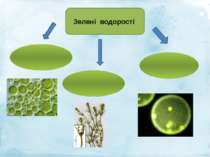 Зелені водорості Одноклітинні багатоклітинні Колоніальні