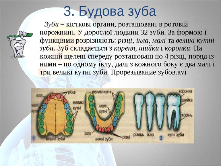 3. Будова зуба Зуби – кісткові органи, розташовані в ротовій порожнині. У дор...
