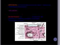 ЦИТОЗОЛЬ - це частина цитоплазми, що займає простір між мембранними органелам...