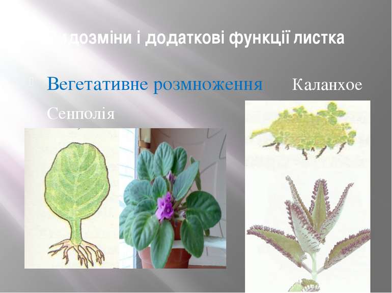Видозміни і додаткові функції листка Вегетативне розмноження Каланхое Сенполія
