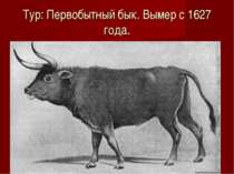 Тур: Первобытный бык. Вымер с 1627 года.