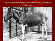Квагга: Наполовину зебра, наполовину лошадь. Вымерли с 1883 года.