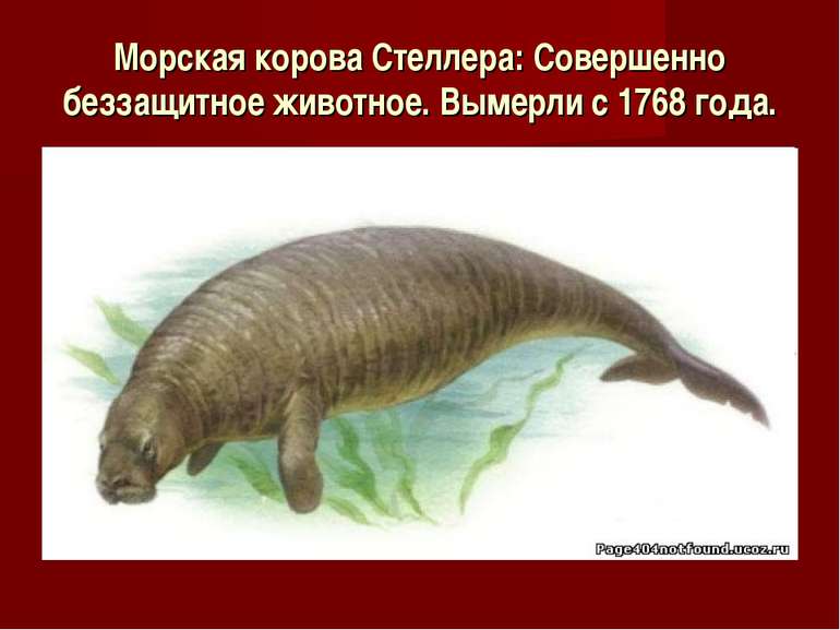 Морская корова Стеллера: Совершенно беззащитное животное. Вымерли с 1768 года.
