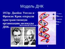 Модель ДНК Гуанин Цитозин Аденин Тимин 1953р- Джеймс Уотсон и Френсис Крик от...