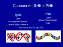 Сравнение ДНК и РНК ДНК Две полинуклеотидные цепи в виде спирали РНК Одна пол...