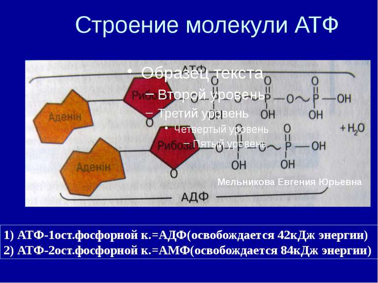 Строение молекули АТФ 1) АТФ-1ост.фосфорной к.=АДФ(освобождается 42кДж энерги...