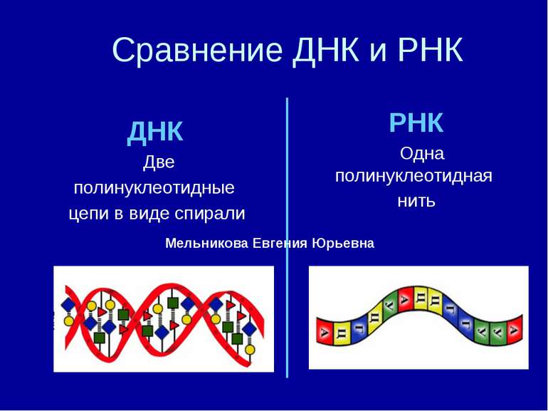 Сравнение ДНК и РНК ДНК Две полинуклеотидные цепи в виде спирали РНК Одна пол...
