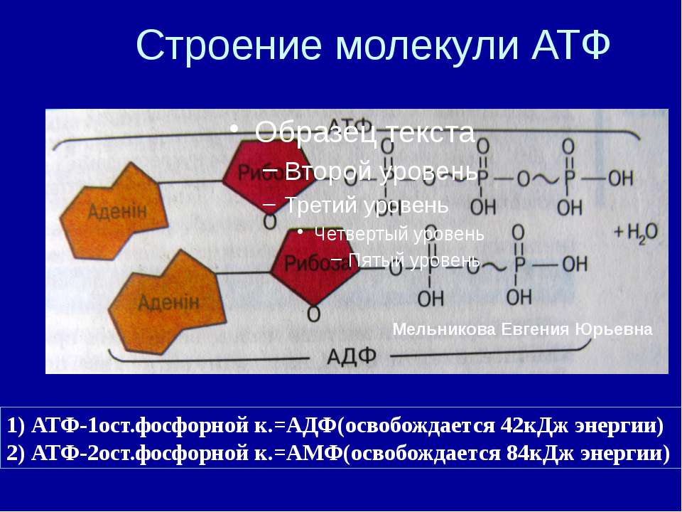 Входит в состав атф элемент. Строение макромолекулы АТФ. Строение молекулы АТФ. АТФ аденозинтрифосфорная кислота.