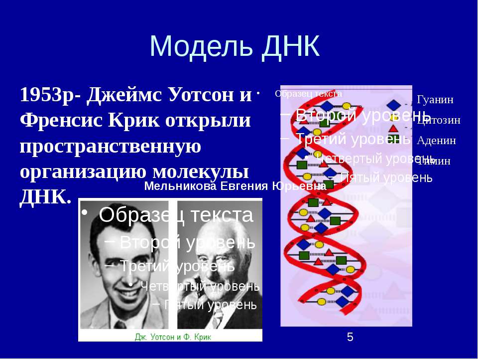 Структуру днк расшифровали. Открытие структуры молекулы ДНК (Уотсон и крик, 1953). Открытие структуры ДНК Уотсоном и криком. Модель структуры ДНК. Строение ДНК модель Уотсона крика.