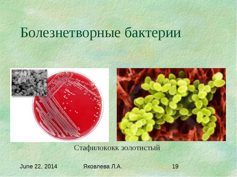 Болезнетворные бактерии Стафилококк золотистый Яковлева Л.А.