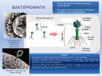 БАКТЕРІОФАГИ Віруси, що уражують бактерії, називають бактеріофагами. Бактеріа...