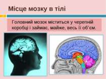 Місце мозку в тілі Головний мозок міститься у черепній коробці і займає, майж...