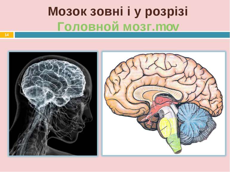 Мозок зовні і у розрізі Головной мозг.mov *