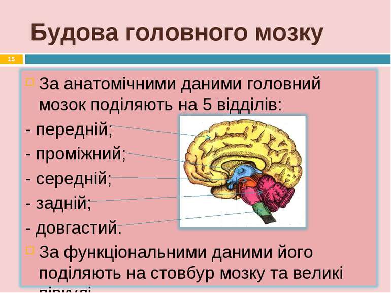 Будова головного мозку *