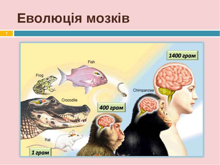 Еволюція мозків *