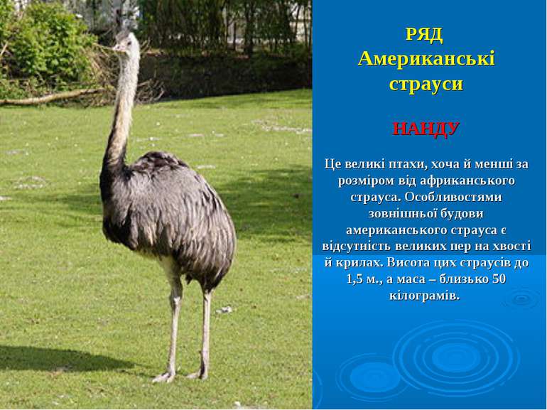 РЯД Американські страуси НАНДУ Це великі птахи, хоча й менші за розміром від ...