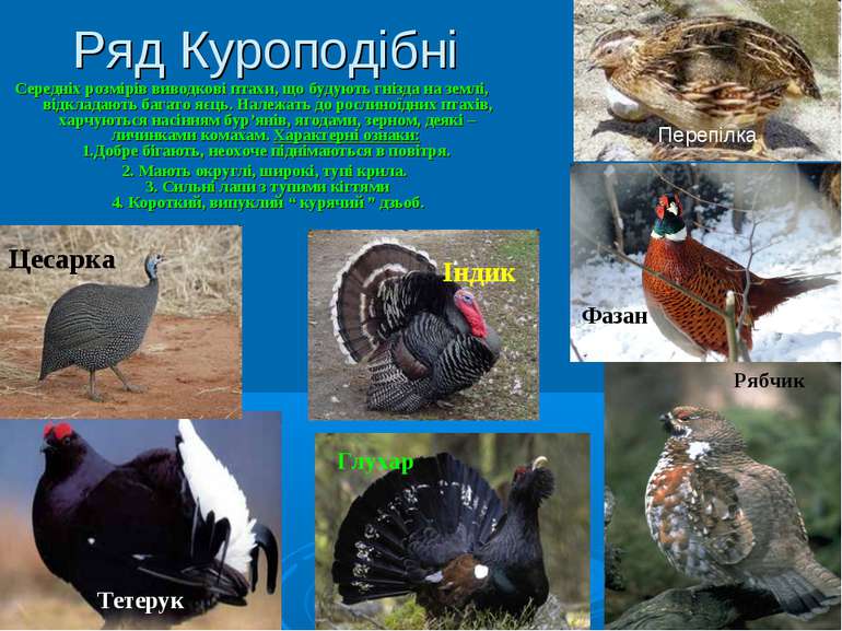 Ряд Куроподібні Середніх розмірів виводкові птахи, що будують гнізда на землі...