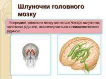 Шлуночки головного мозку *