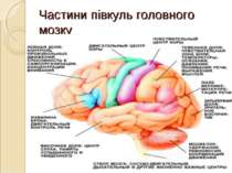 Частини півкуль головного мозку *