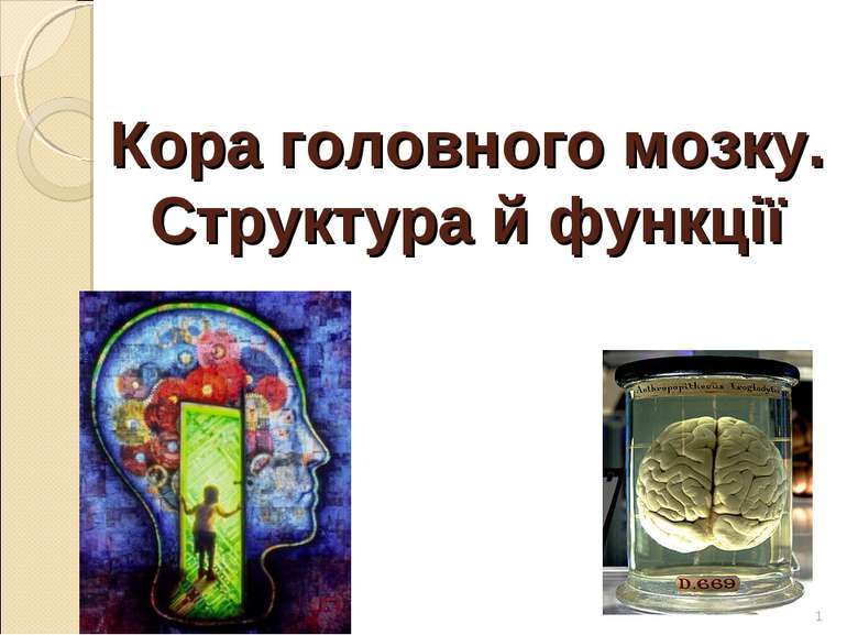 Кора головного мозку. Структура й функції *