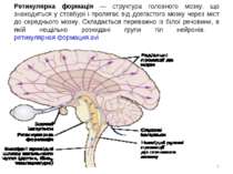 Ретикулярна формація — структура головного мозку, що знаходиться у стовбурі і...