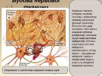 Будова нервової тканини Нервова тканина утворює нервову систему і забезпечує ...