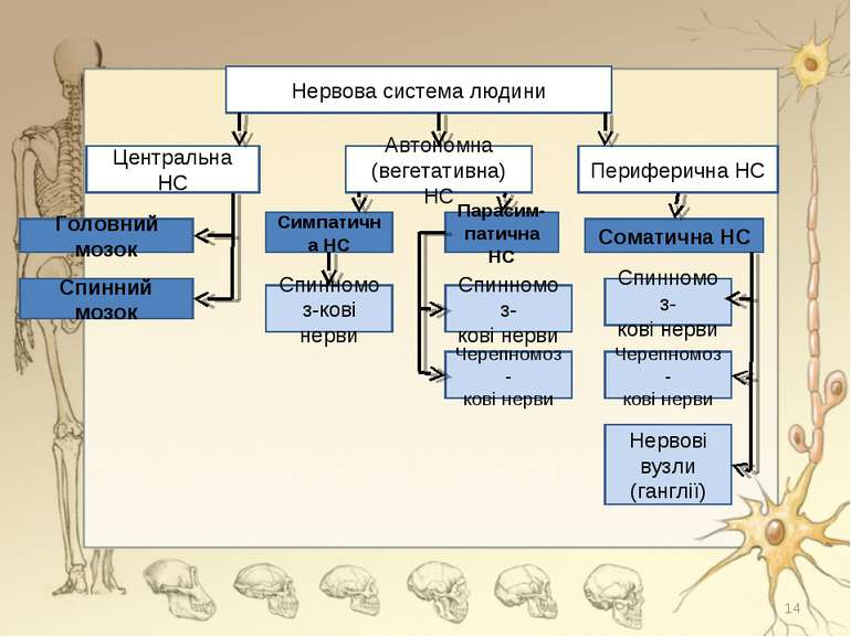 Нервова система людини Периферична НС Автономна (вегетативна) НС Центральна Н...