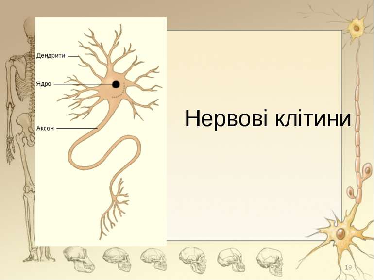 Нервові клітини *