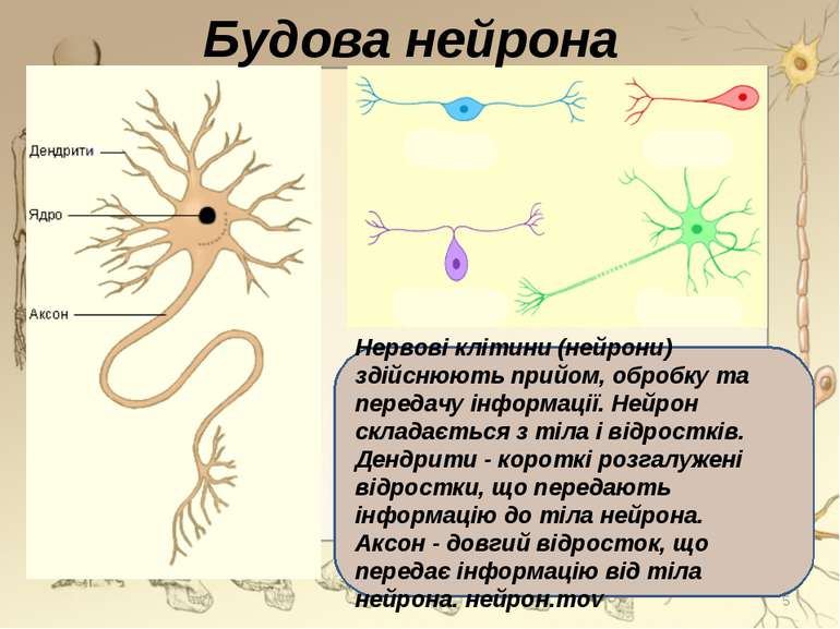 Будова нейрона Нервові клітини (нейрони) здійснюють прийом, обробку та переда...