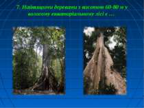 7. Найвищими деревами з висотою 60-80 м у вологому екваторіальному лісі є …