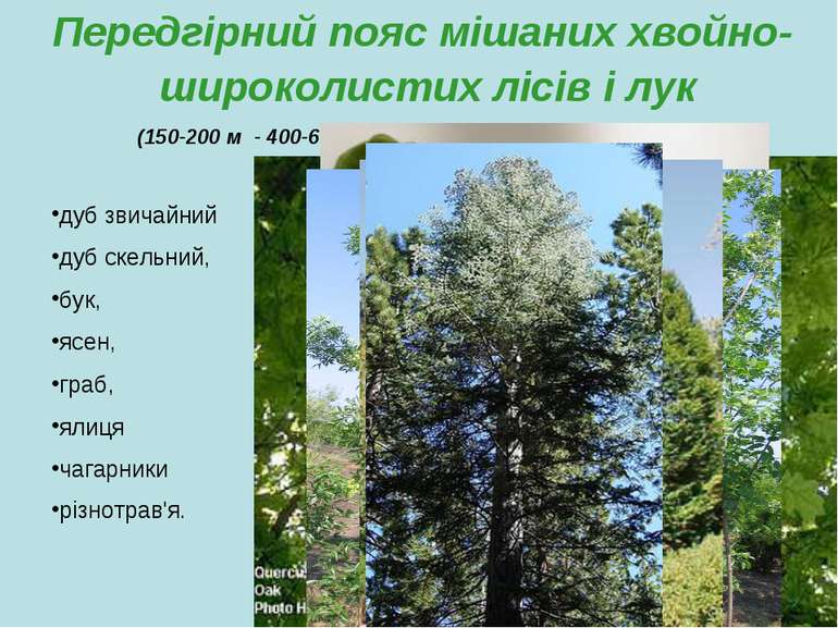 Передгірний пояс мішаних хвойно-широколистих лісів і лук (150-200 м - 400-600...