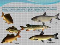 Новокаховський завод частикових риб вирощує рослиноїдних риб – 4 млн. шт., ко...
