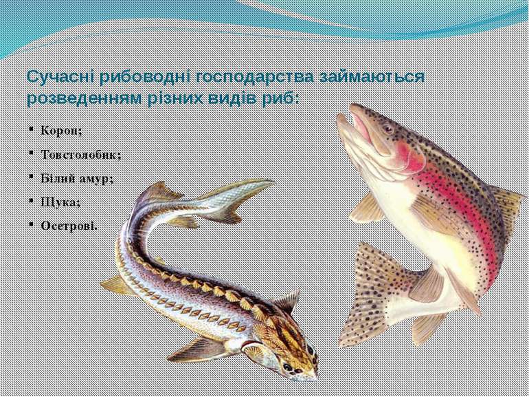 Сучасні рибоводні господарства займаються розведенням різних видів риб: Короп...