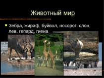 Животный мир Зебра, жираф, буйвол, носорог, слон, лев, гепард, гиена