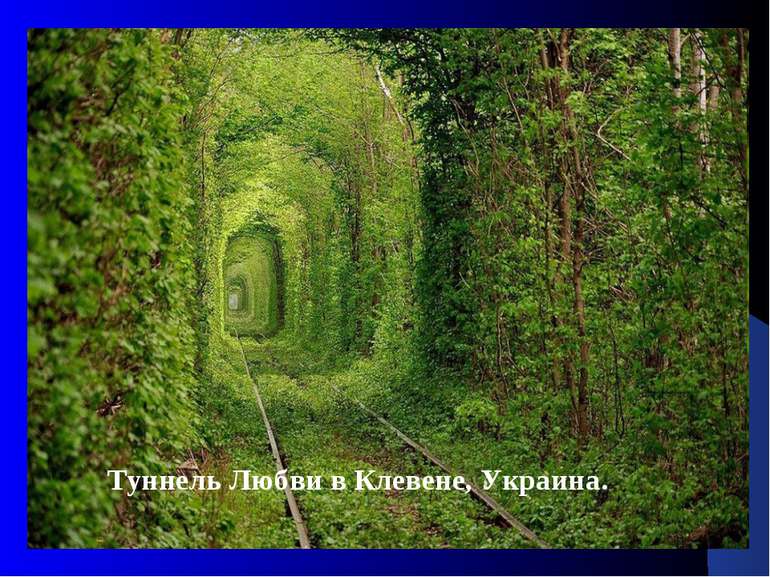 Туннель Любви в Клевене, Украина.