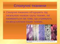 Сполучні тканини Сполучні тканини об’єднують під загальною назвою групу ткани...