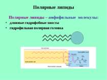 Полярные липиды Полярные липиды – амфифильные молекулы: длинные гидрофобные х...