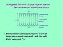 Липидный бислой – структурная основа биологических мембран клетки Мембранные ...