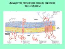 Жидкостно-мозаичная модель строения биомембраны
