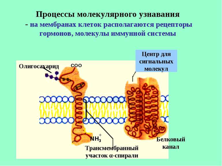 Процессы молекулярного узнавания - на мембранах клеток располагаются рецептор...