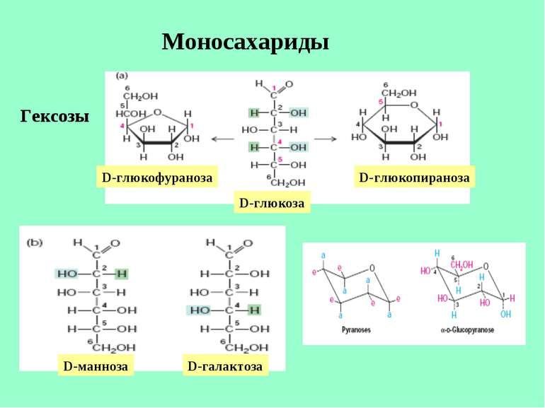 Моносахариды Гексозы D-глюкофураноза D-глюкоза D-глюкопираноза D-манноза D-га...