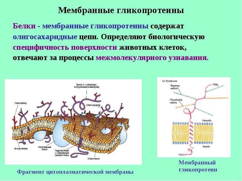 Мембранные гликопротеины Белки - мембранные гликопротеины содержат олигосахар...