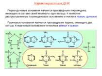 Пиримидиновые основания являются производными пиримидина, имеющего в составе ...