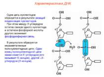 Одна цепь нуклеотидов образуется в результате реакций конденсации нуклеотидов...