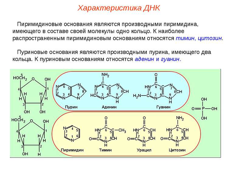 Пиримидиновые основания являются производными пиримидина, имеющего в составе ...
