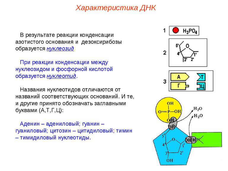 В результате реакции конденсации азотистого основания и дезоксирибозы образуе...