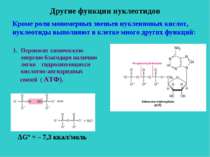 Другие функции нуклеотидов Кроме роли мономерных звеньев нуклеиновых кислот, ...