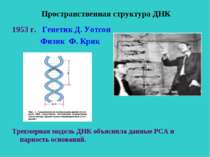 Пространственная структура ДНК 1953 г. Генетик Д. Уотсон Физик Ф. Крик Трехме...