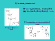Нуклеотидная связь Нуклеотиды связаны между собой при помощи фосфодиэфирной с...