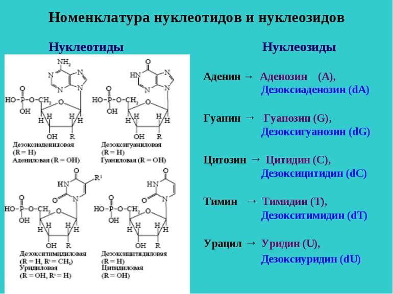 Номенклатура нуклеотидов и нуклеозидов Нуклеозиды Аденин → Аденозин (А), Дезо...
